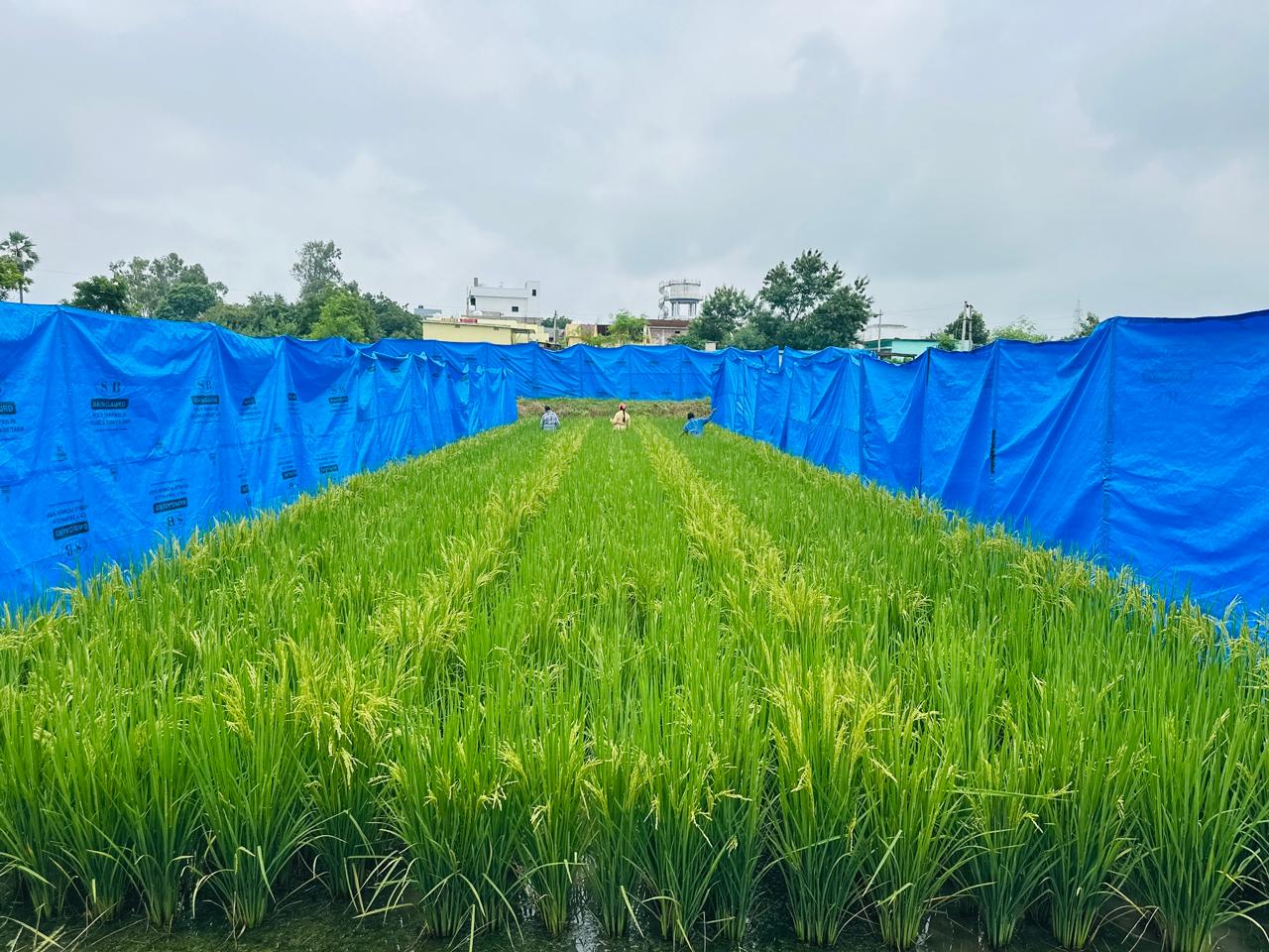 BT Agrotech R&D Farm — Paddy trial plots